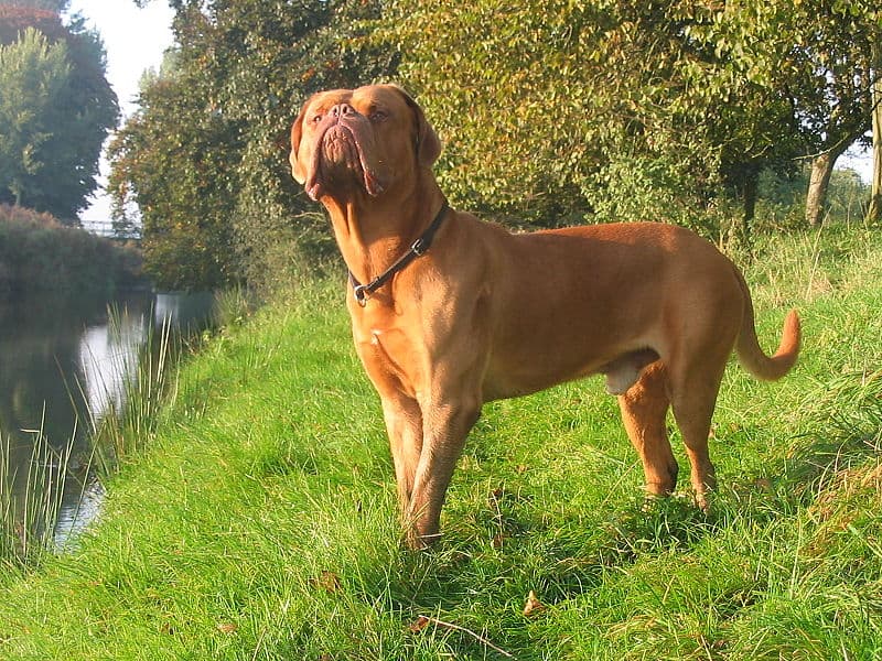 Dogue De Bordeaux in piedi in campo