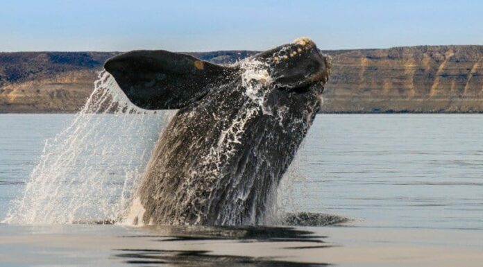 balena balena
