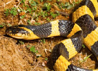 Krait fasciato
