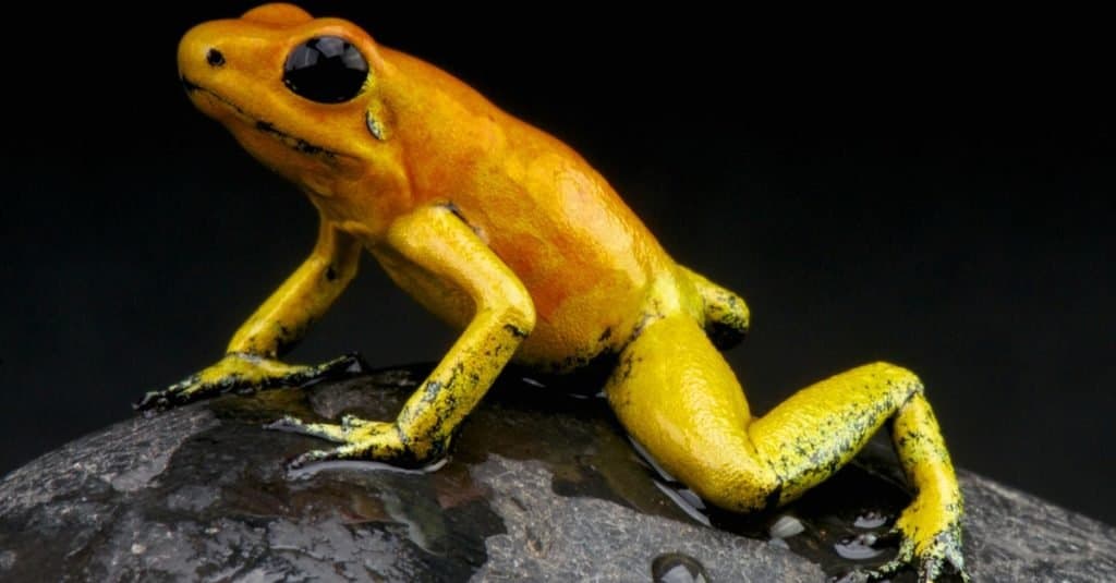 L'animale più spaventoso del mondo: la rana velenosa d'oro