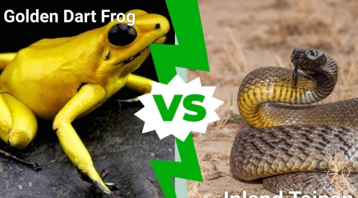 Golden Dart Frog Vs Inland Taipan: quale è più letale per gli umani?
