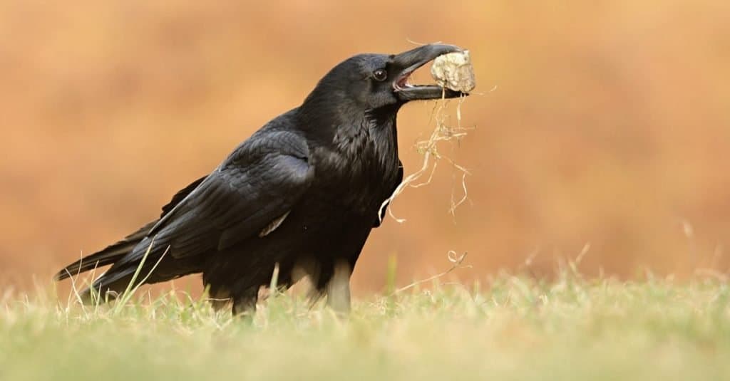 Il corvo comune (Corvus corax), noto anche come corvo settentrionale, gioca con una pietra.