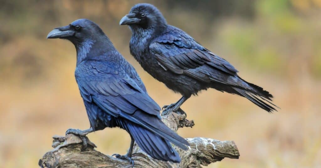 corvi appollaiati insieme