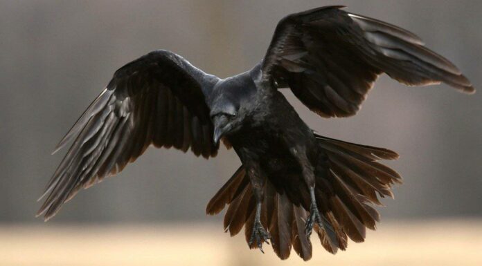 raven in flight