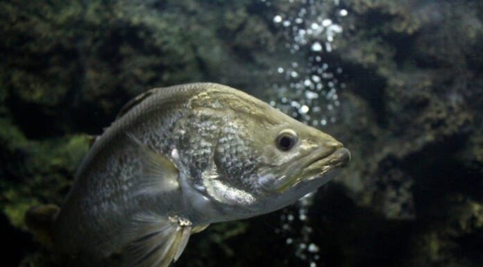 Pesce Barramundi
