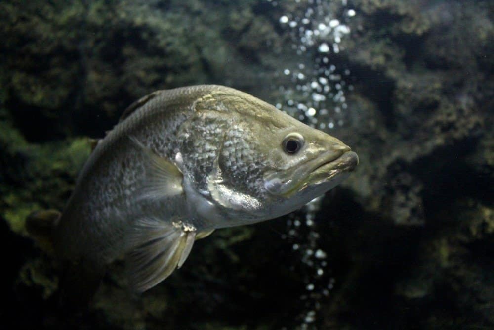 Barramundi (Lates calcarifero)