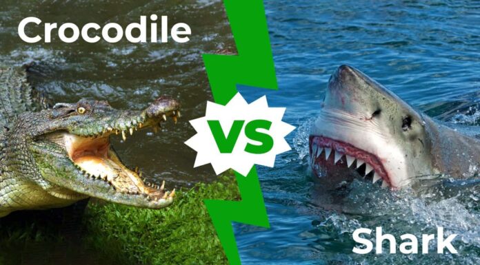 Guarda: Shark Hunts Massive Crocodile Saltwater in Australia
