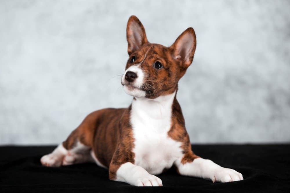 Cucciolo di Basenji sdraiato su un tavolo