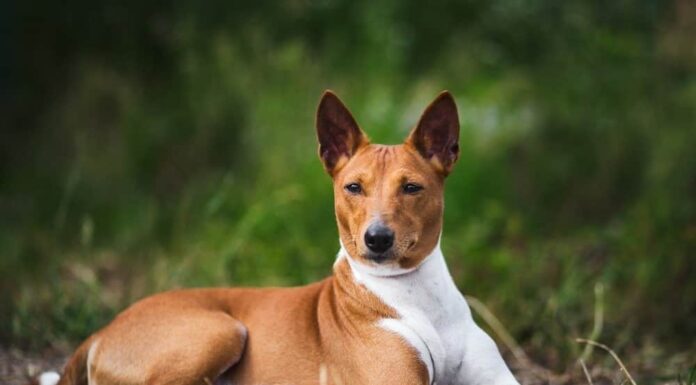 Cane Basenji
