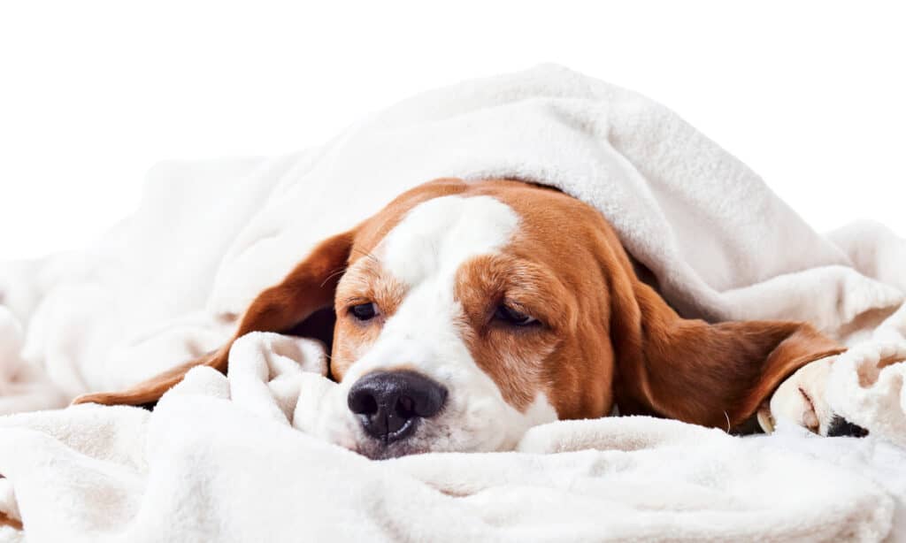 Il cane malato sporge la testa da sotto una coperta