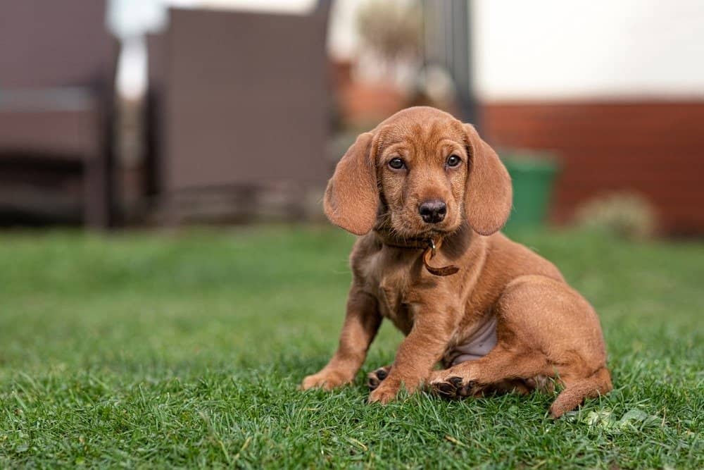 Basset Fauve de Bretagne cucciolo di cane seduto sull'erba