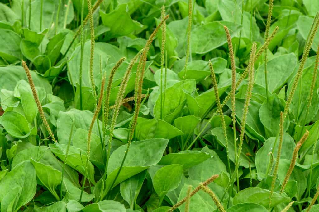 fiori e piante che rappresentano il toro