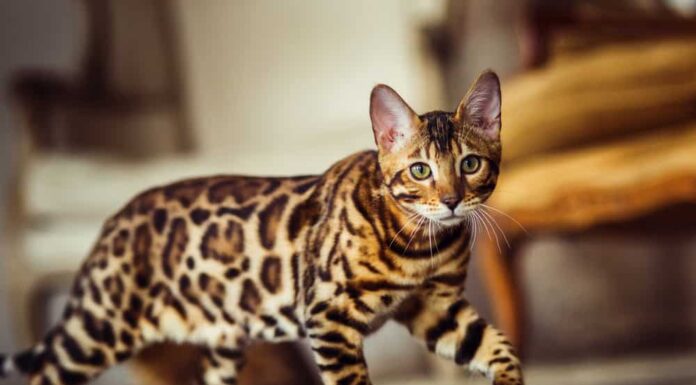 Bengal cat like a leopard sneaks