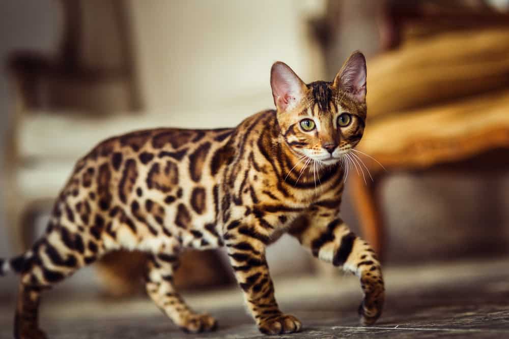 Il gatto del Bengala si insinua come un leopardo