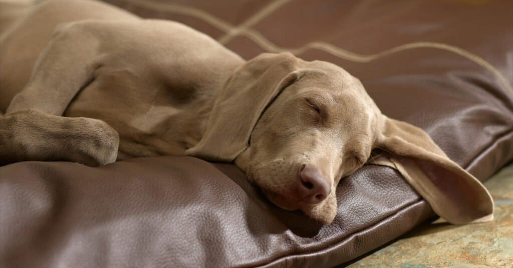 cane marrone che dorme su un letto di cane in pelle