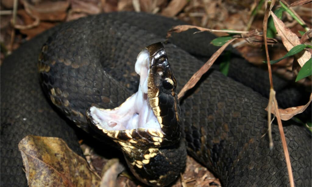 Cottonmouth occidentale
