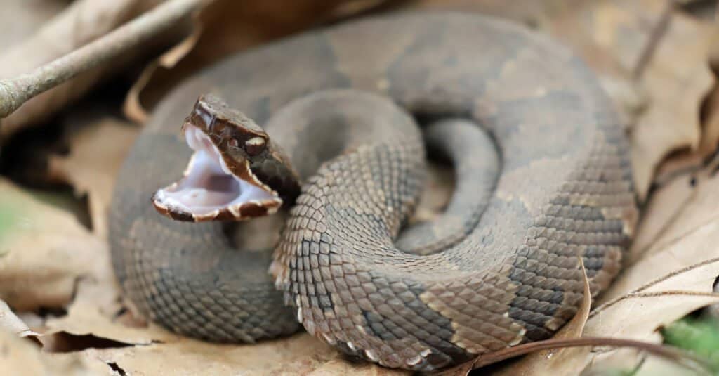 Vista laterale di un serpente Cottonmouth, pronto a colpire.  Il serpente ha una grande testa a forma di vanga.