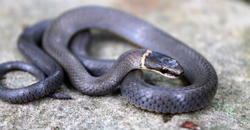 Serpente dal collo ad anello (Diadophis punctatus)