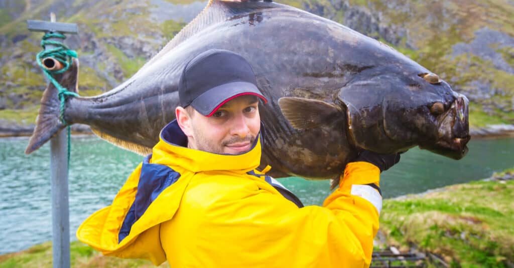 Il pescatore in falda gialla porta un grande ippoglosso sulla spalla