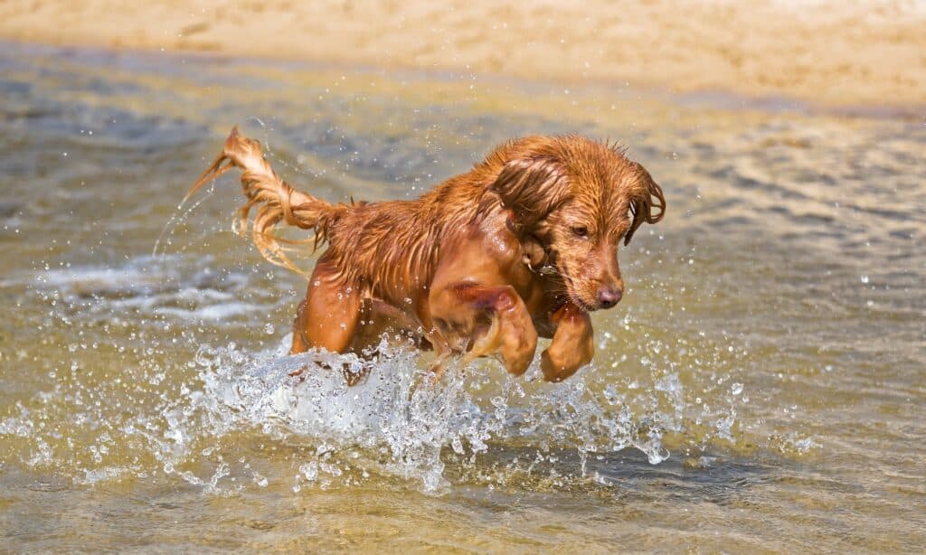 Il cane gioca sulla spiaggia