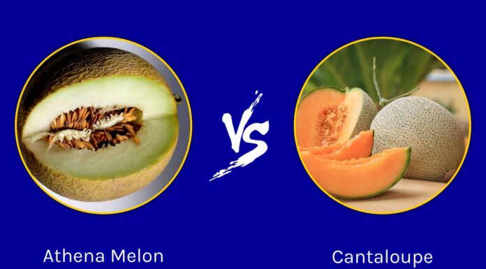 Athena Melon vs. Cantalupo: qual è la differenza?
