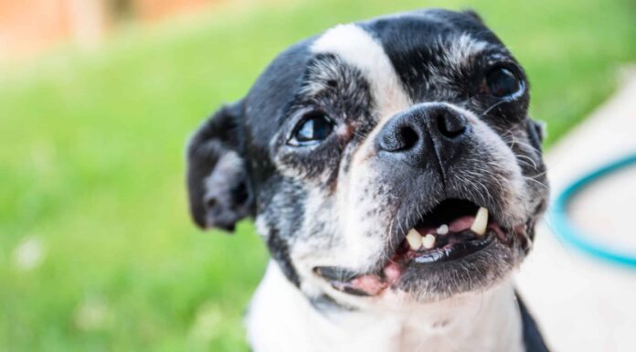Denti Boston Terrier: tutto ciò che devi sapere
