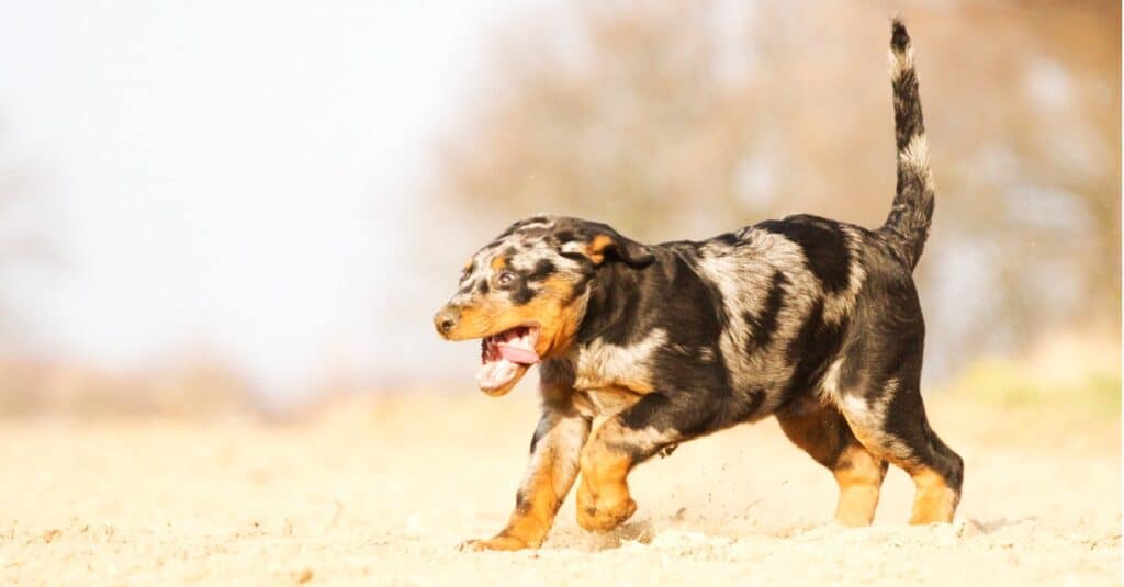 Cucciolo di Beauceron che gioca