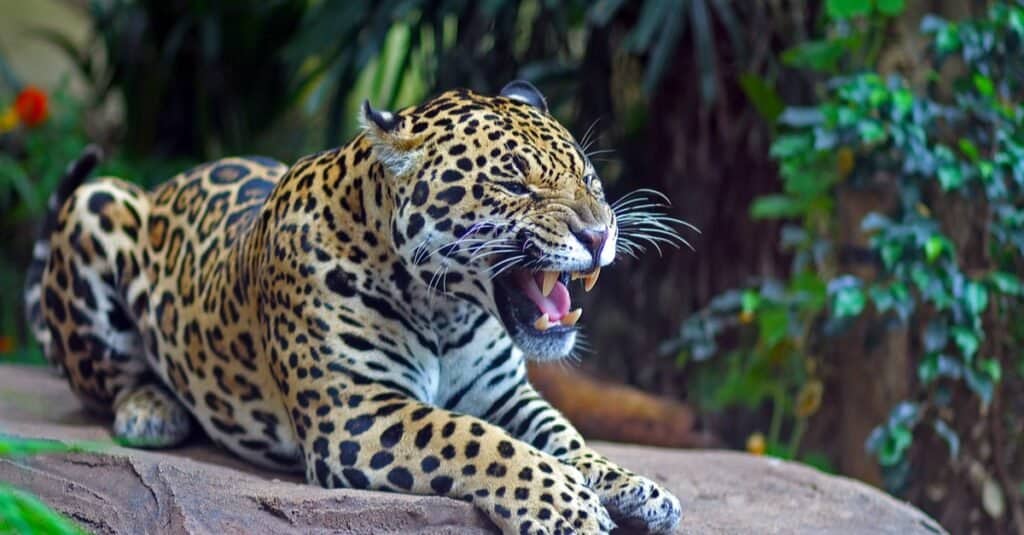 Tipi di giaguaro