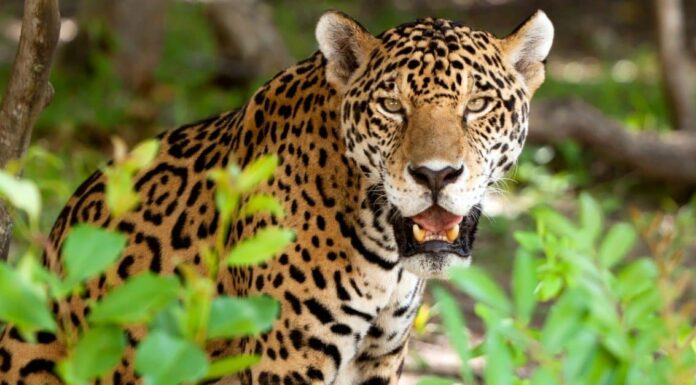 Denti di giaguaro: tutto ciò che devi sapere
