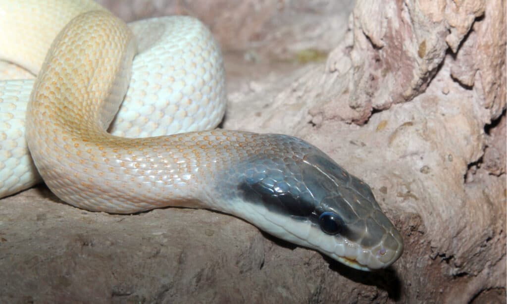 Abitazione rupestre Bellezza serpente di ratto (Orthriophis taeniurus ridleyi) in una grotta.  Le sue capacità di arrampicata gli permettono di scivolare senza sforzo lungo le pareti della grotta.