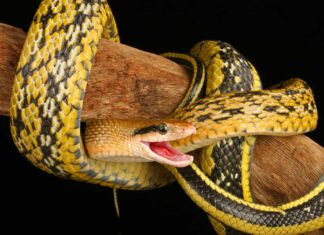 The body of the beauty rat snake ranges from yellowish-brown to an olive green hue, though the tail is darker than the head.