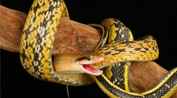 The body of the beauty rat snake ranges from yellowish-brown to an olive green hue, though the tail is darker than the head.