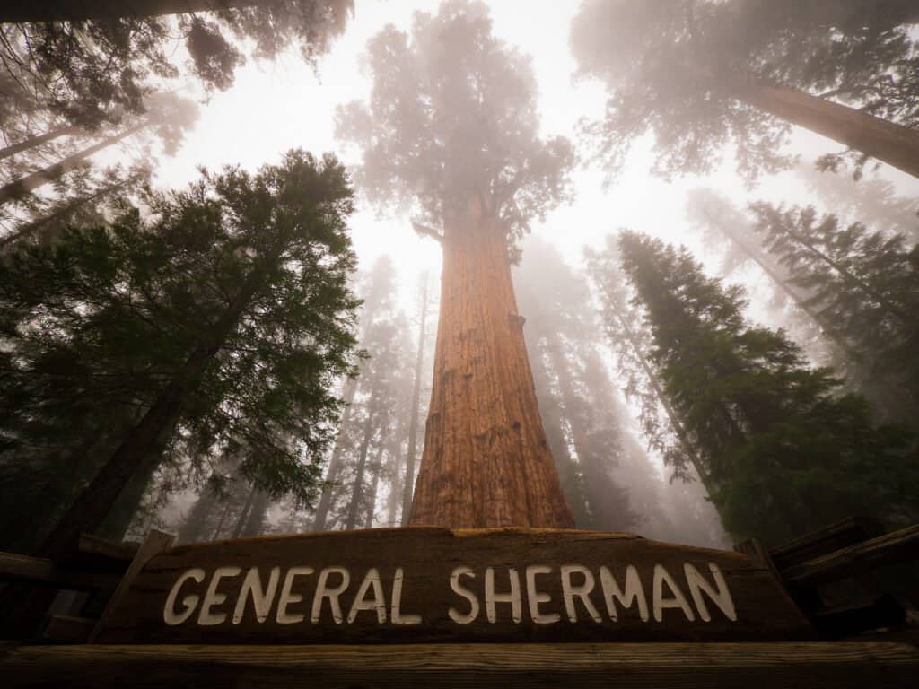 alberi di sequoia più grandi e più antichi