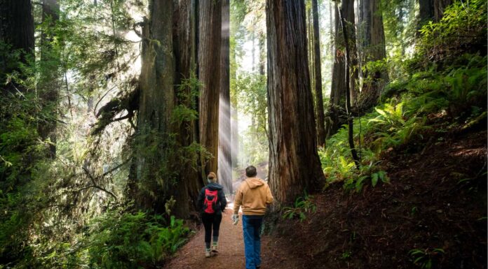 Quanto sono alti gli alberi di sequoia?
