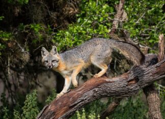 Mysterious Gray Animals - Gray Fox