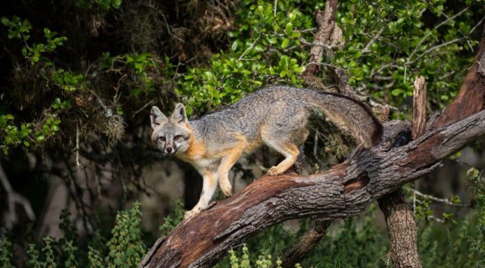 Mysterious Gray Animals - Gray Fox