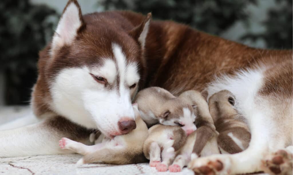 Madre Husky con la sua cucciolata di cuccioli.