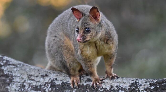 Gli opossum possono arrampicarsi su alberi, recinzioni e muri?
