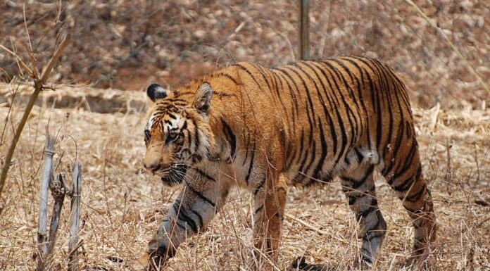 Tigre del Bengala
