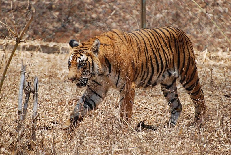 Tigre del Bengala nel Karnataka, India