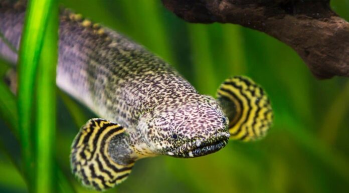 Bichir
