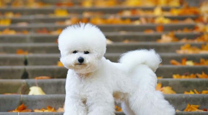 Bichon Frise
