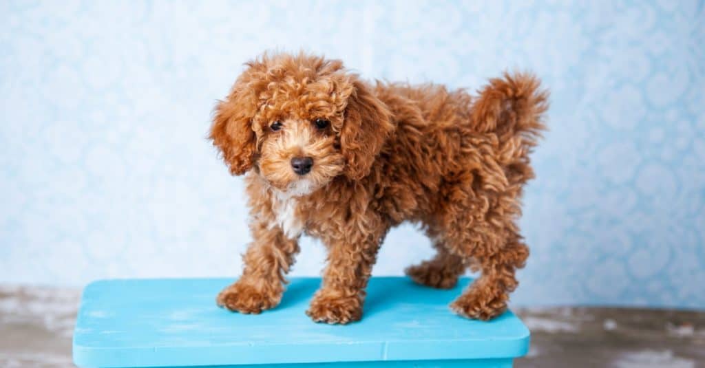Carino piccolo Bichon Poodle Bichpoo cucciolo di cane in piedi su una panchina blu