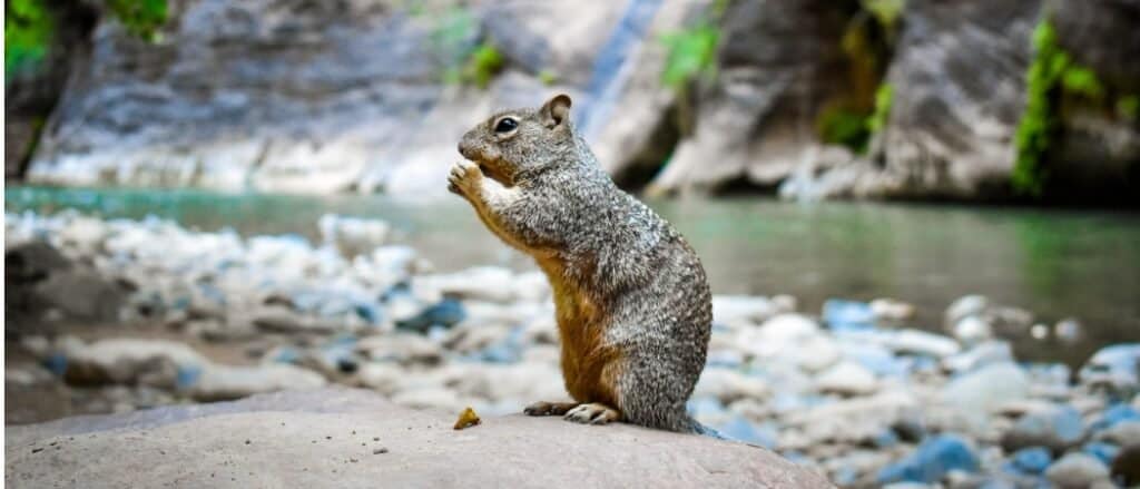 cosa mangiano gli scoiattoli - scoiattolo che mangia vicino all'acqua