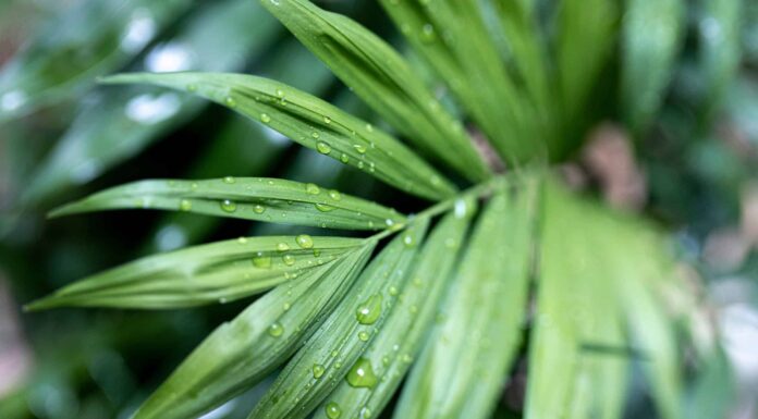 Kentia Palm contro Majesty Palm
