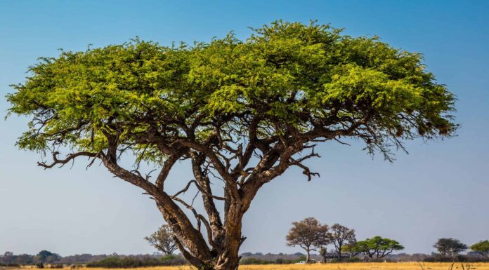 Acacia vs. Eucalipto: quali sono le differenze?
