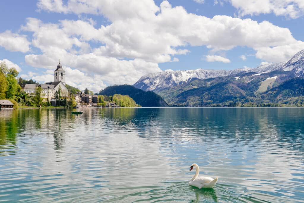 singolo cigno che nuota nel lago Wolfgang sotto la montagna di neve
