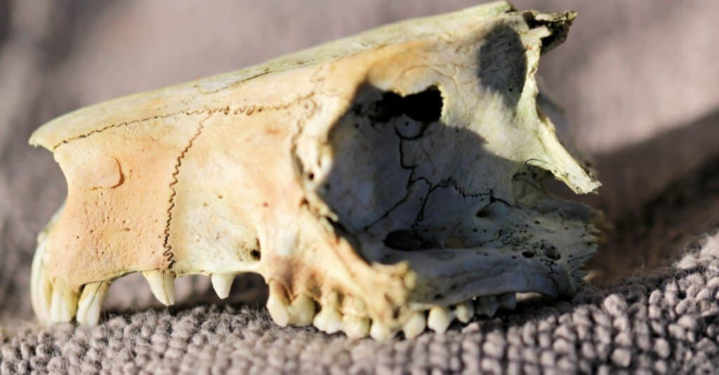Denti di opossum - Cranio di un opossum a coda di anello