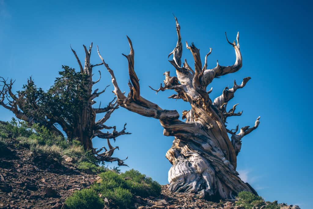 Matusalemme è l'albero vivente più antico del mondo