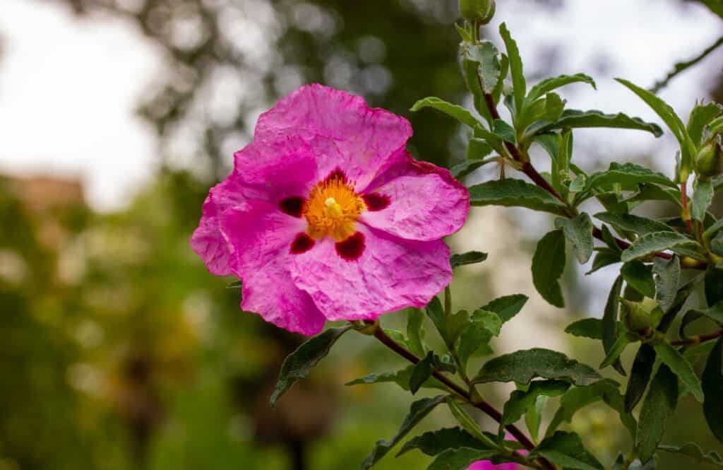 Fiore rosa brillante di cisto in un giardino botanico primaverile.  Il Cistus creticus è una specie di pianta arbustiva della famiglia delle Cistaceae.  Specie di pianta arbustiva diffusa nel Mediterraneo orientale.